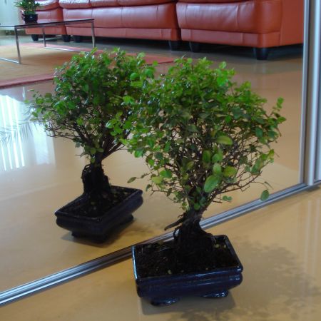 Bonsai(mihaela)